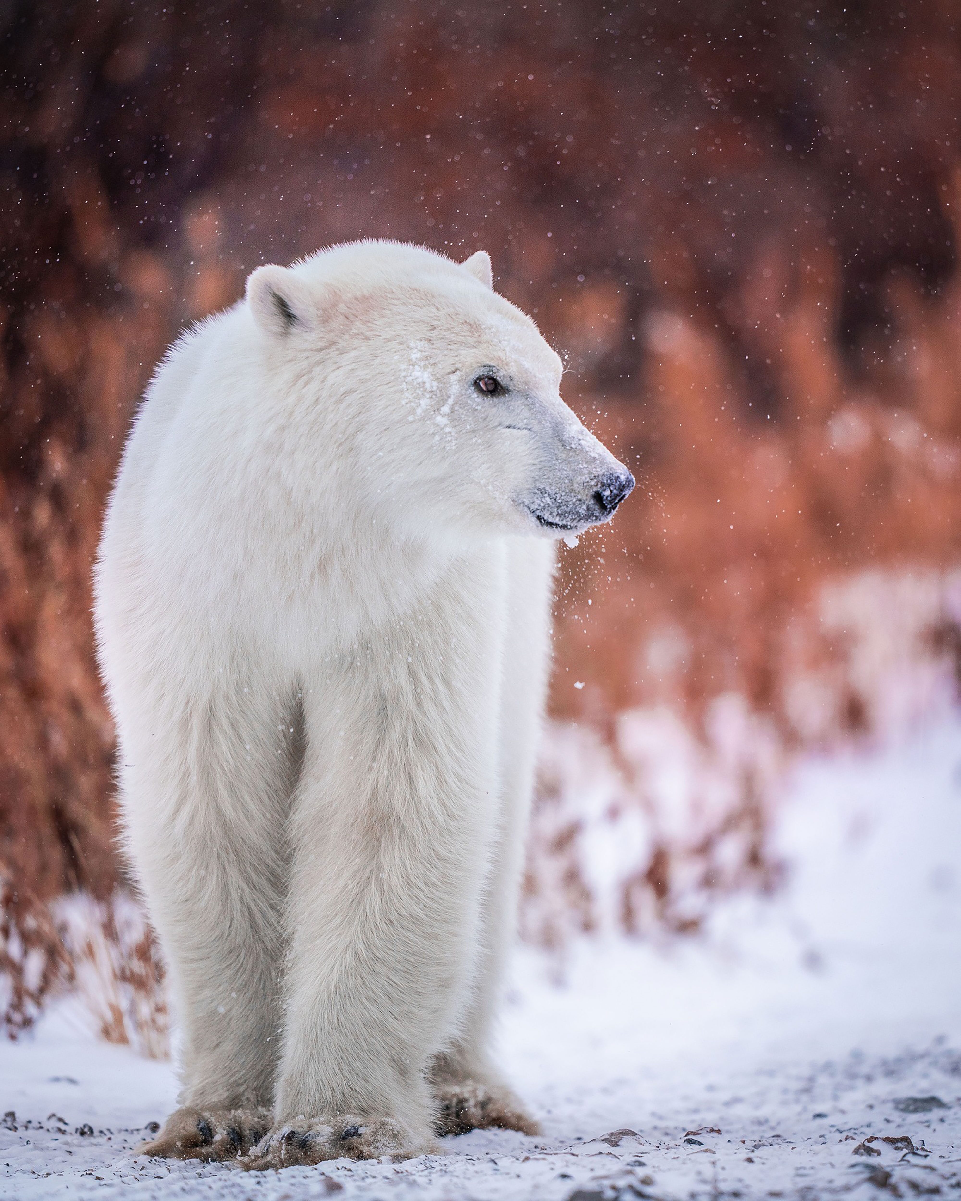 The Polar Bears Of Churchill