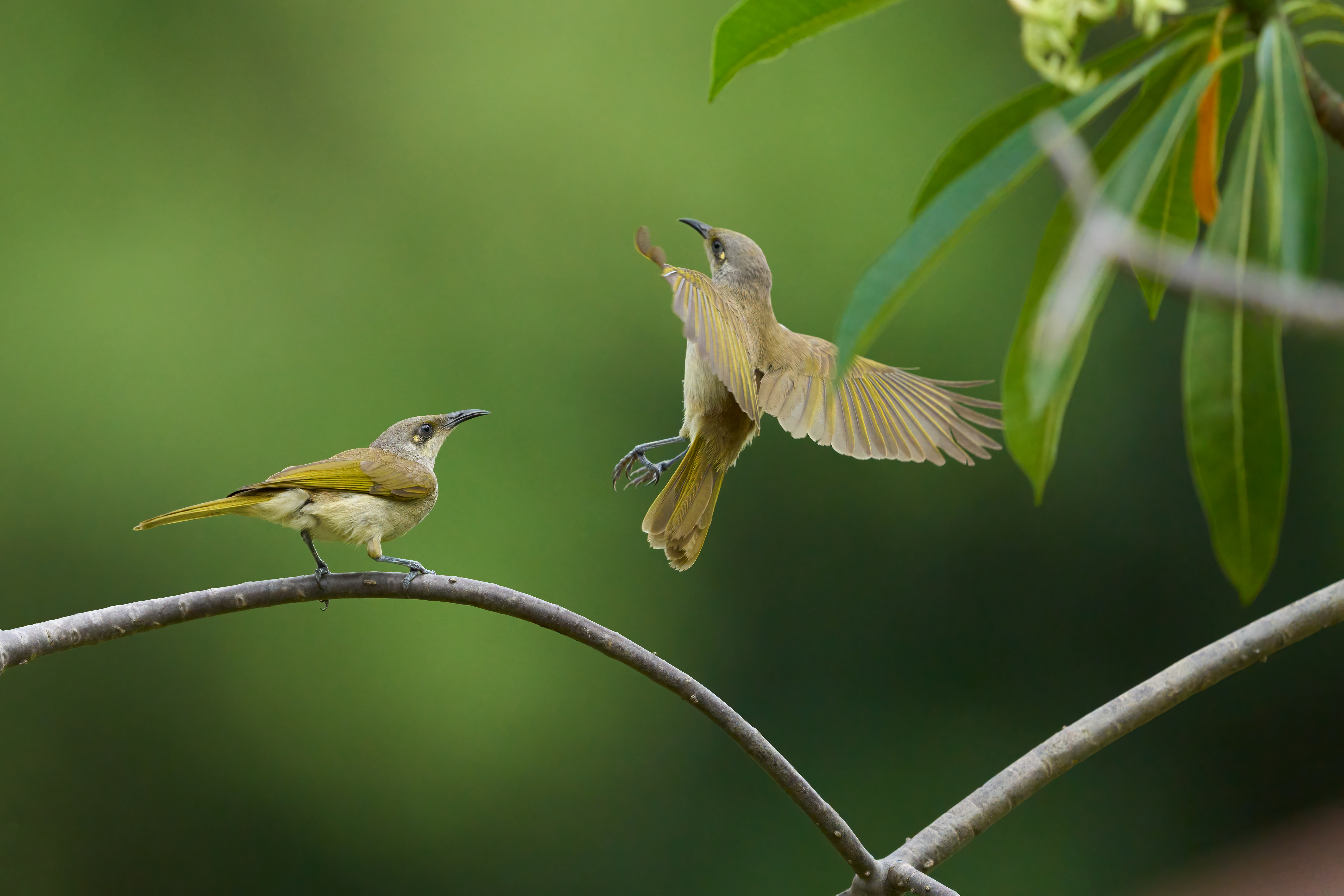 Indonesian Honeyeater - Lichmera limbata