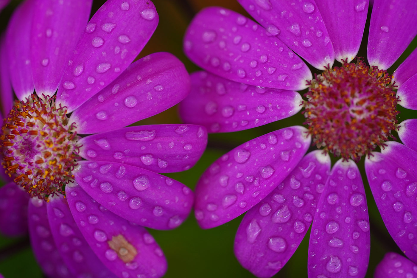 Beginner's guide to macro photography 2