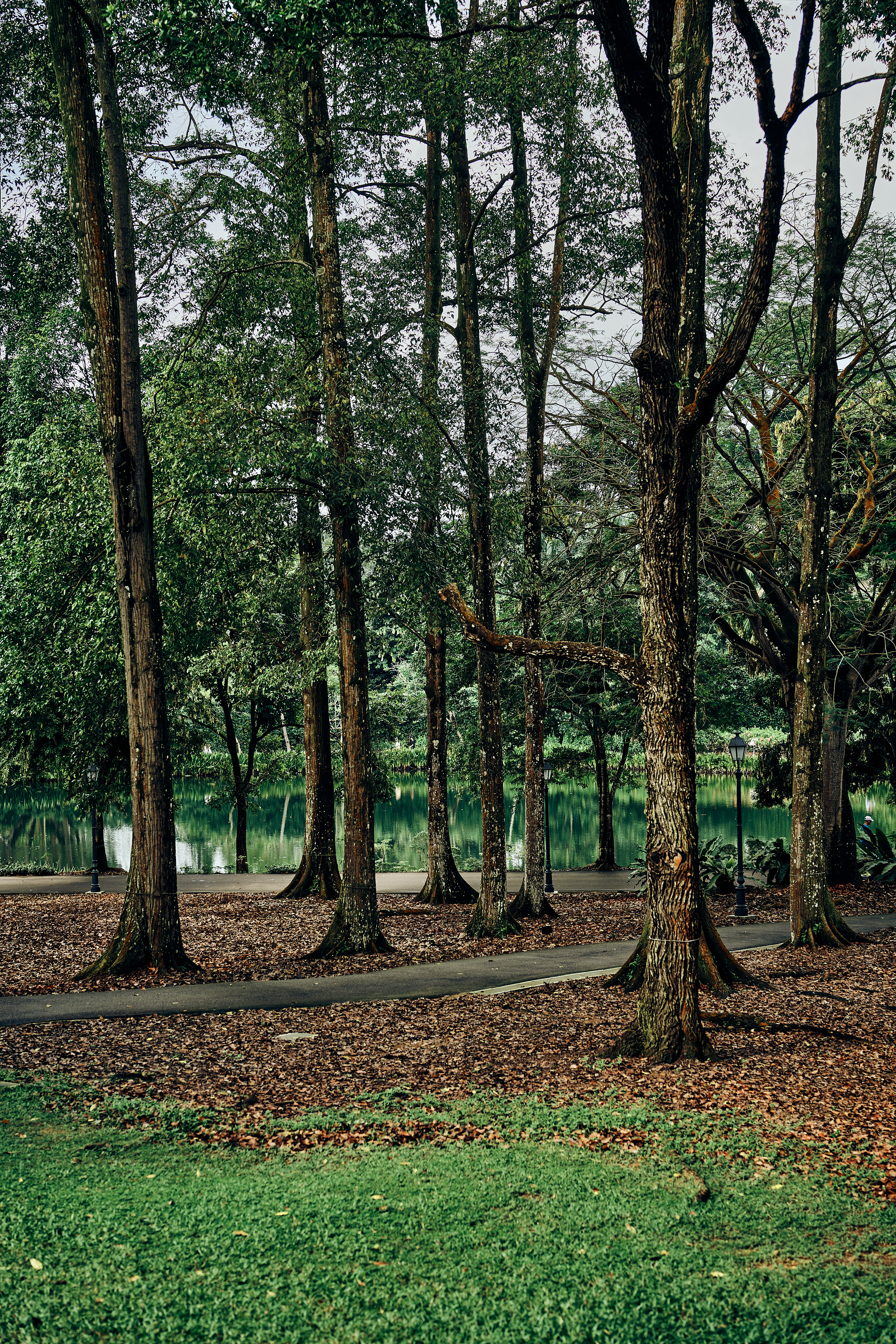 wide shot of trees