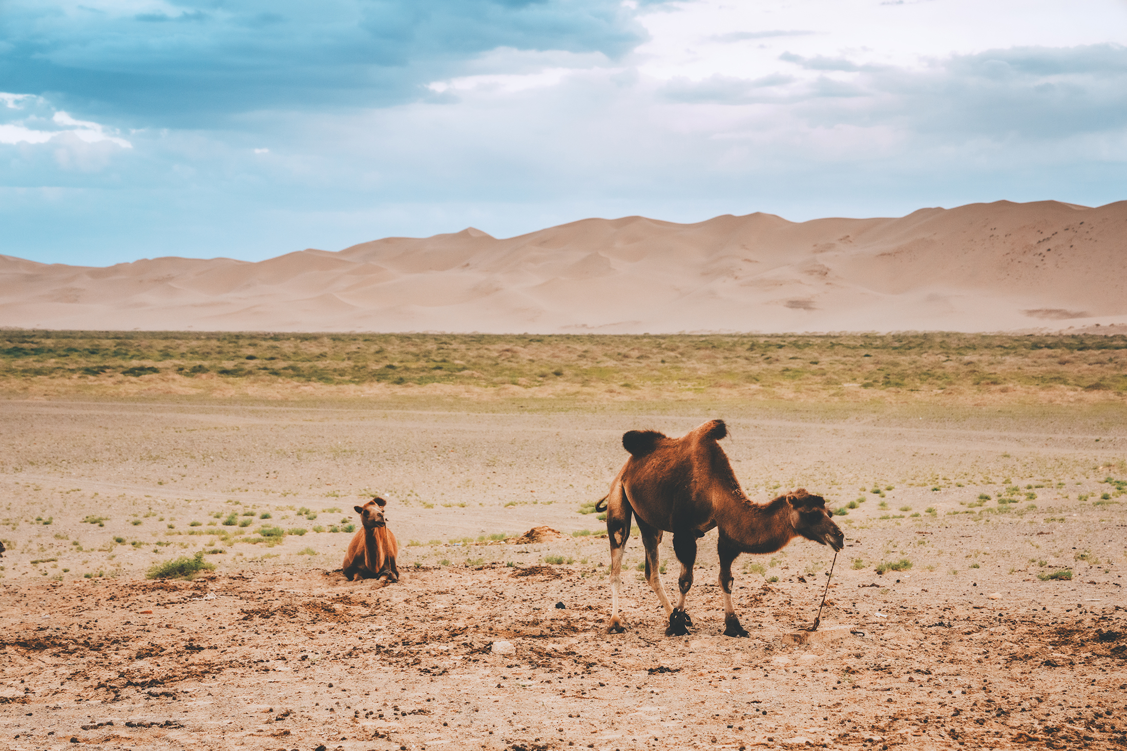 Two camels resting